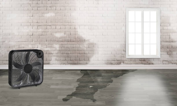 Carpet water damage restoration in MO